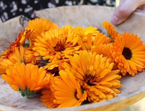 Summer Lovin’ for the Self